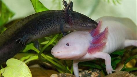 What Axolotls Final Form Reveals About Evolution