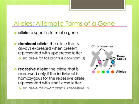 What Is An Allele: Alternative Form Of A Gene