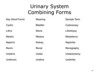 What Is Meatus: 1 Key Combining Form