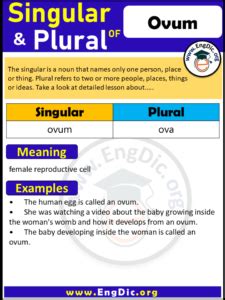 What Is The Plural Form Of Ovum