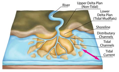 Where Do Deltas Form Geography Quizlet