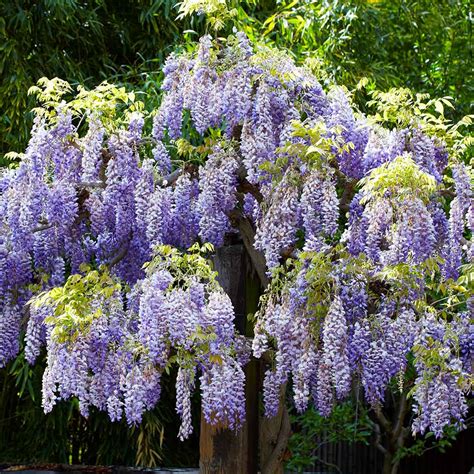 Wisteria Tree Form For Sale And Immediate Delivery